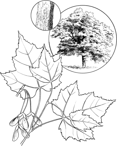 Red Maple Tree Coloring Page